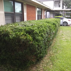 Bush Trimming by 3DM reviewed on August 16, 2025