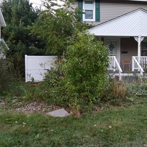 Bush Trimming by Groovy Treasures Lawncare reviewed on August 20, 2025
