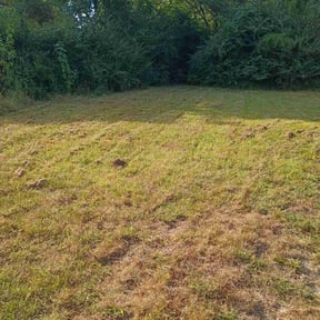 lawn care services by All Lawn Services reviewed on April 17, 2024