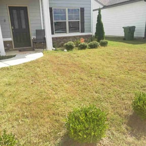 Bush Trimming by Rows&Blades reviewed on August 21, 2025