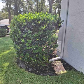 Bush Trimming by Fast -N- Proud reviewed on August 20, 2025