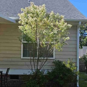 Bush Trimming by Tree cutters reviewed on August 16, 2025