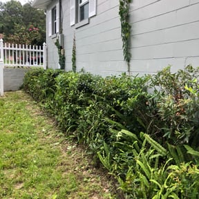 Bush Trimming by Lawn and Beyond reviewed on August 16, 2025