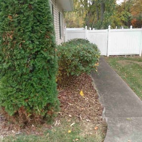 Bush Trimming by Anthony Haggard Yard Pro reviewed on August 21, 2025