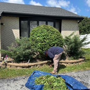 Bush Trimming by Luisito Landscape reviewed on August 14, 2026