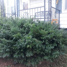 Bush Trimming by Hargett lawn services reviewed on August 16, 2025