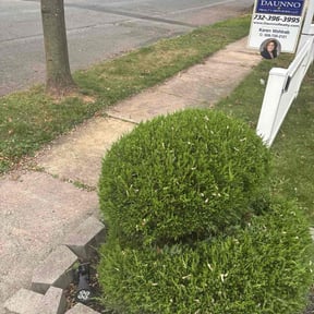 Bush Trimming by All Seasons Landscape &amp; Hauling reviewed on November 21, 2025