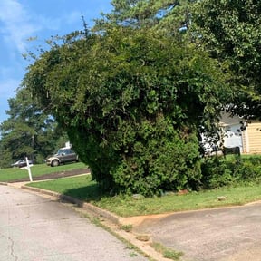Bush Trimming by Beyond the cut Lawn service, LLC reviewed on August 21, 2025