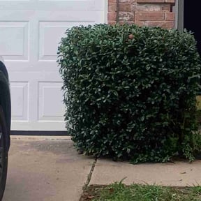 Bush Trimming by Green Love reviewed on October 24, 2025