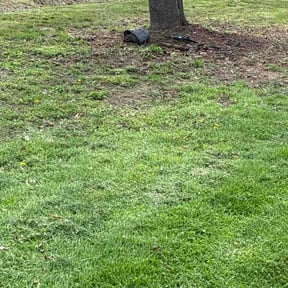 Leaf Removal by The lawn groomers reviewed on May 27, 2026