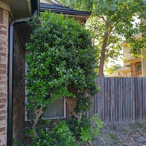 Bush Trimming by Texas Fencing & Landscaping reviewed on August 18, 2025