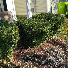 Bush Trimming by Chopped up reviewed on August 20, 2025