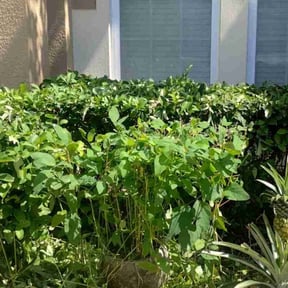 Bush Trimming by Anthony’s cleaning crew reviewed on August 19, 2025