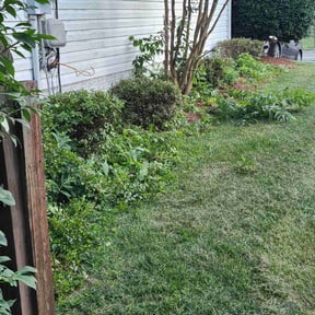 Bush Trimming by Edwards Hauling and lawn Care LLC reviewed on August 17, 2025