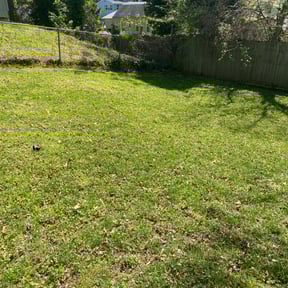 Leaf Removal by Tegridy Mushrooms LLC reviewed on September 13, 2025