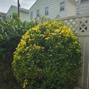 Bush Trimming by Hernández landscape reviewed on October 22, 2025