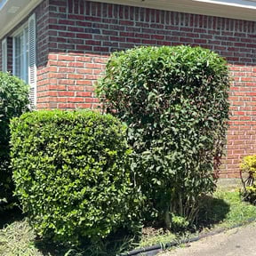 Bush Trimming by NEW CREATION LAWN PROFESSIONALS reviewed on August 19, 2025