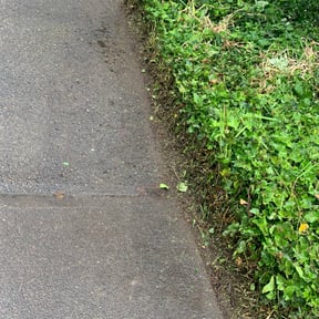 Bush Trimming by Superior Turf reviewed on August 19, 2025