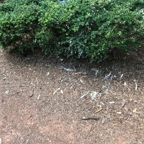 Bush Trimming by Diamond Cut Home and Lawn Services reviewed on August 18, 2025