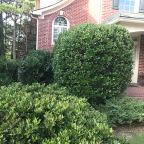 Bush Trimming by Meridian Management Group LLC reviewed on August 18, 2025