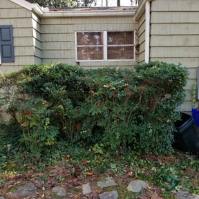 Bush Trimming by D&D Lawn Care reviewed on August 18, 2025