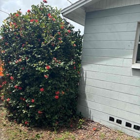 Bush Trimming by Grass Munchers reviewed on October 20, 2025