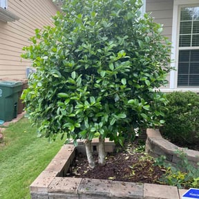 Flower Bed Weeding by 3GUYSLAWNCARE reviewed on August 16, 2025