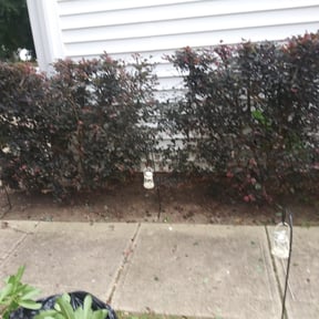 Bush Trimming by JA Performance Outdoor Services reviewed on August 16, 2025