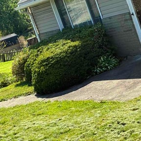 Bush Trimming by Monzaid Lawn Care LLC reviewed on May 12, 2026