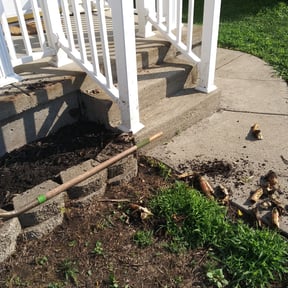 Bush Trimming by All Trim Lawn Services, Inc. reviewed on August 15, 2025
