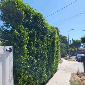 Bush Trimming by Jose Lawn service reviewed on August 20, 2025