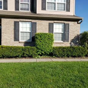 Bush Trimming by Carter&Sons reviewed on August 16, 2025