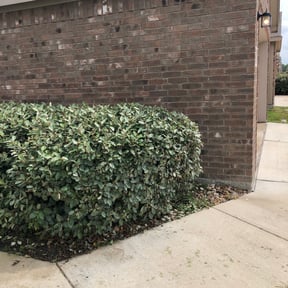 Bush Trimming by QuikkScap LawnCare reviewed on August 21, 2025