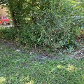 Bush Trimming by Elegant Lawn & Landscaping LLC reviewed on August 15, 2025