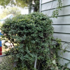 Bush Trimming by Planet one landscape & Lawncare, LLC reviewed on August 15, 2025