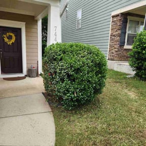 Bush Trimming by Supreme Home Services reviewed on August 16, 2025