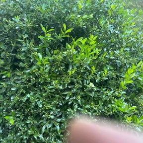 Bush Trimming by Nunez landscaping and construction reviewed on April 25, 2026