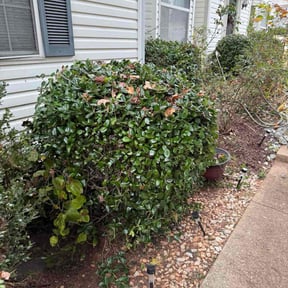 Bush Trimming by ROBERT D BRADLEY reviewed on October 20, 2025