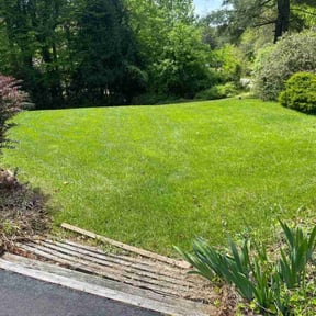 yard service by Ree solutions llc reviewed on November 24, 2025