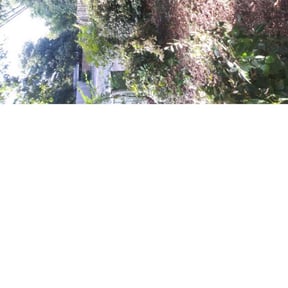 Bush Trimming by Raincrow Landscape and Mowing reviewed on August 18, 2025