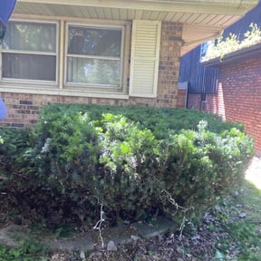 Bush Trimming by L&M landscaping reviewed on August 21, 2025