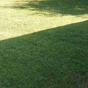 turf care by Washington's Landscaping Professionals reviewed on April 24, 2024