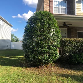 Bush Trimming by Mondragon landscaping reviewed on August 15, 2025