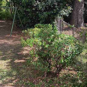 Bush Trimming by MGO Investments, LLC reviewed on April 23, 2026