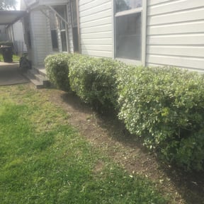 Bush Trimming by Love of my life lawn services reviewed on August 15, 2025