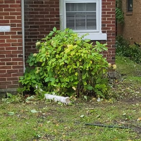 Bush Trimming by Jay's Lawn Care reviewed on August 17, 2025