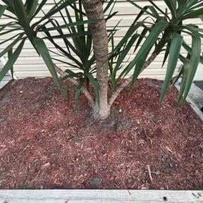 Flower Bed Weeding by Alwaysready landscaping reviewed on November 10, 2025