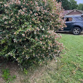 Bush Trimming by Jones and Sons Lawn Services reviewed on August 17, 2025