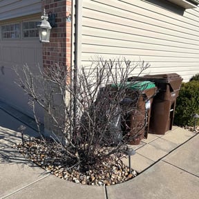 Bush Trimming by Precise Lines Lawn Care reviewed on December 30, 2025