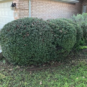 Bush Trimming by Silver Creek Engine & Lawn reviewed on August 18, 2025